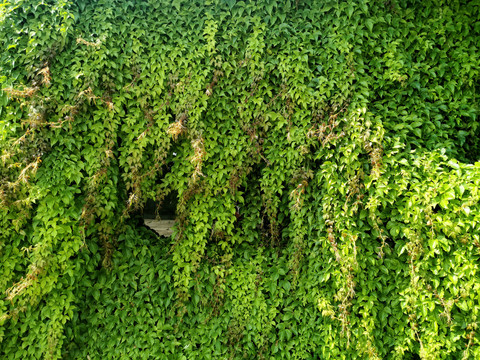 青砖墙爬山虎绿植墙