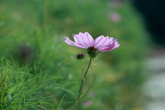 秋英花