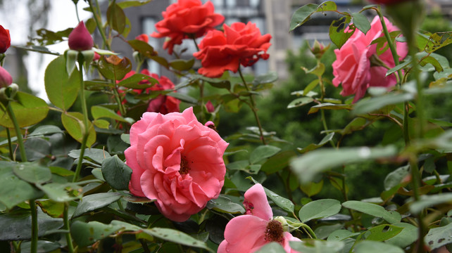 蔷薇花枝月季花