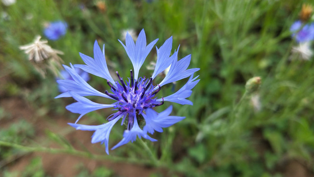 蓝花矢车菊