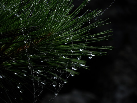 珍珠雨露蛛丝网