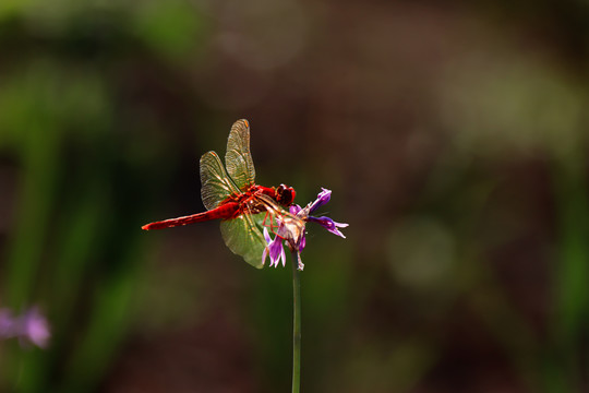 蜻蜓