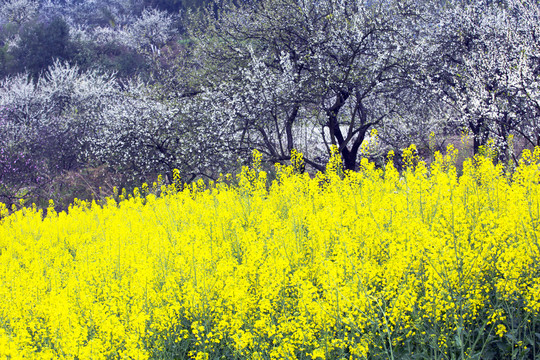 李花油菜花