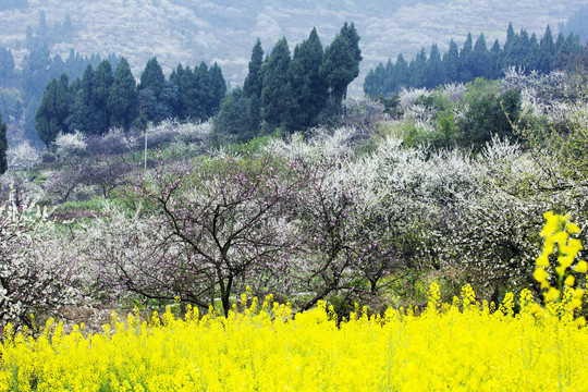 春暧花开