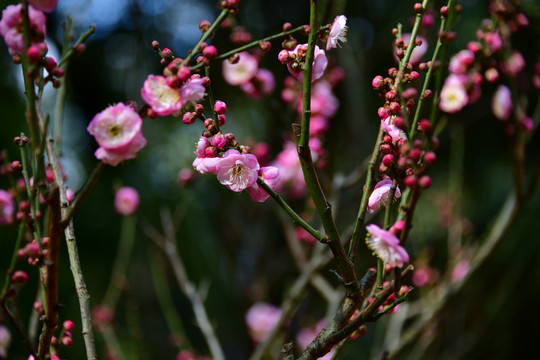 梅花