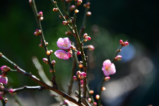 梅花