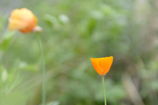 黄色花菱草花