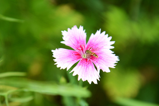 粉色石竹和蜜蜂