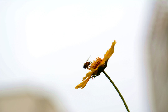 蜜蜂采蜜金鸡菊花