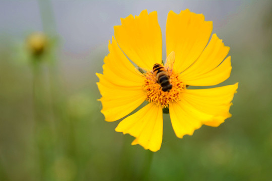 蜜蜂和金鸡菊花