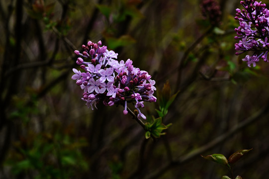 丁香花