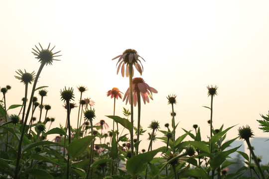 松果菊逆光花海