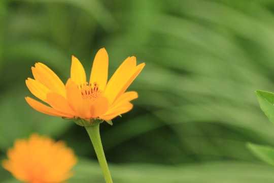 黄色菊芋花