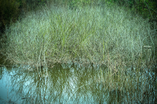池塘湿地枯树春天