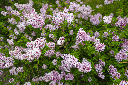 丁香花