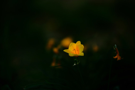 花朵