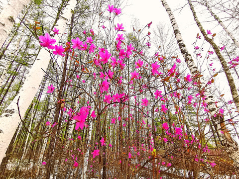 森林杜鹃花开