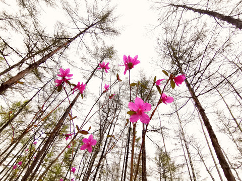 森林杜鹃花