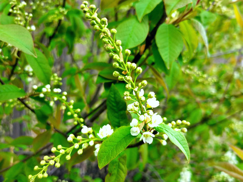 稠李子花