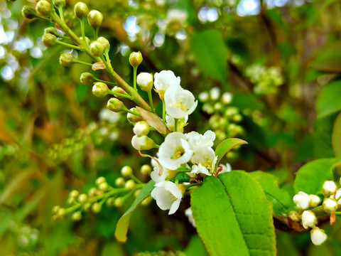 稠李子花