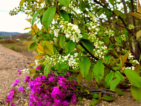 稠李子花