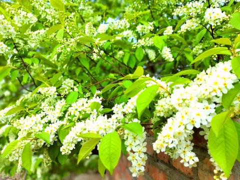 稠李子花开