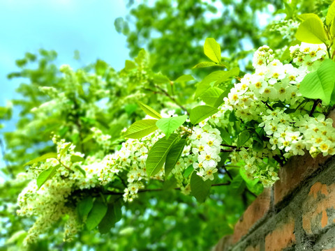 稠李子花开