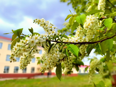 稠李子花開(kāi)