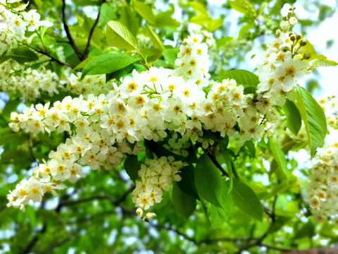 稠李子花开