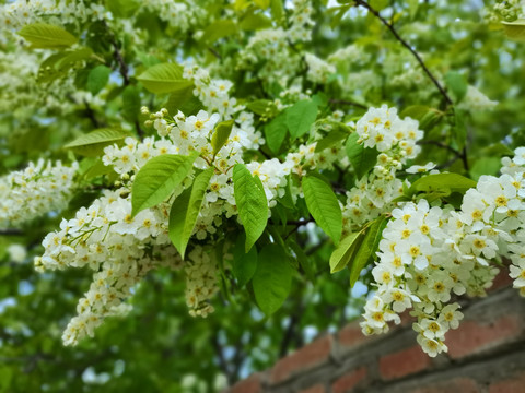 稠李子花开