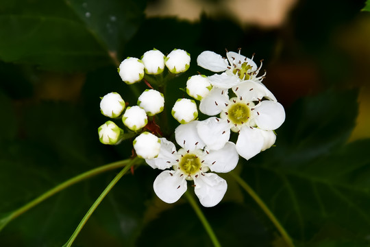 山楂花蕾