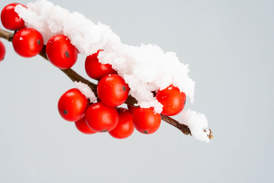 积雪挂雪的红果