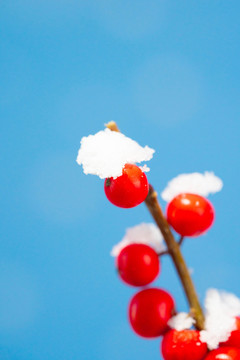 冬季大寒小寒雪景红果