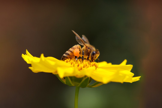 蜜蜂