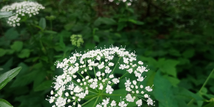 白色丁香花