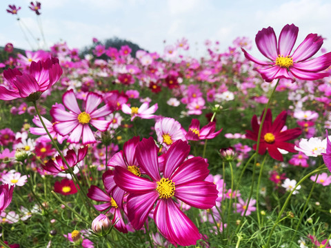 格桑花波斯菊花海