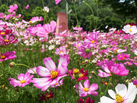 格桑花波斯菊花海