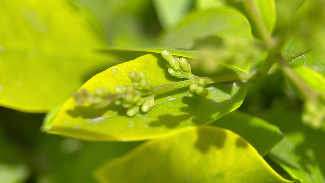 4k实拍春季树木开花结果