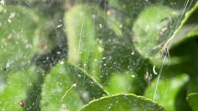 4k蜘蛛网昆虫树叶