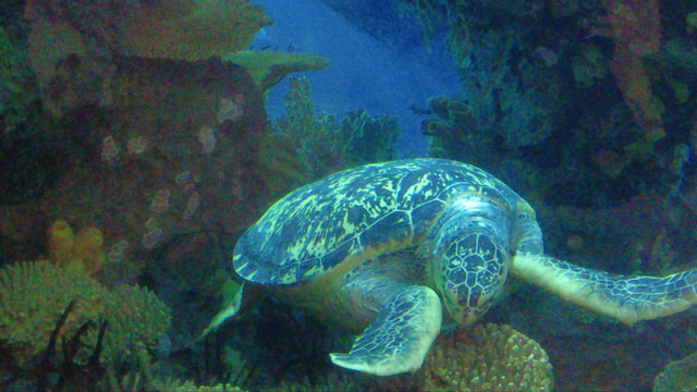 水族馆深水海龟进食