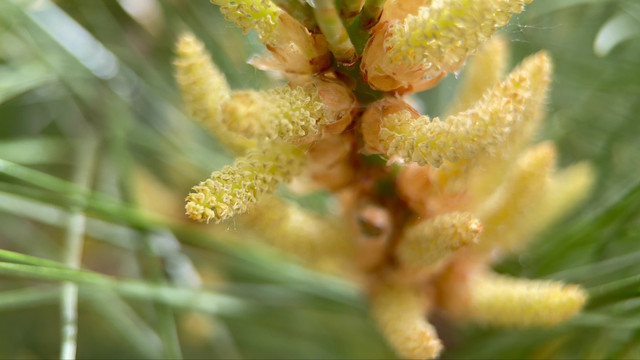 松花粉微距松针植物松子松花