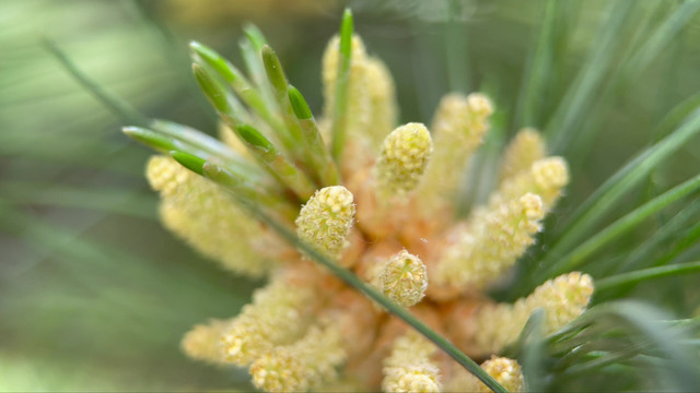 松花粉微距松针植物松子松花