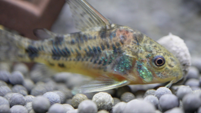 微距水族箱鼠鱼底栖鱼进食