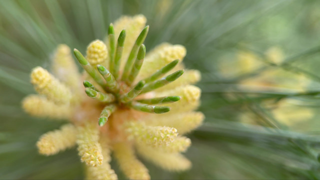 微距松针植物松子松花