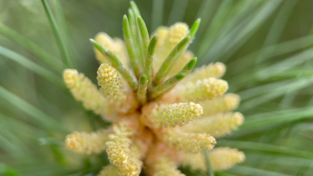 微距松针植物松子松花