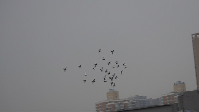 阴天城市上空鸽子和平鸽