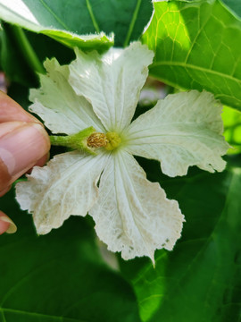 葫芦开花