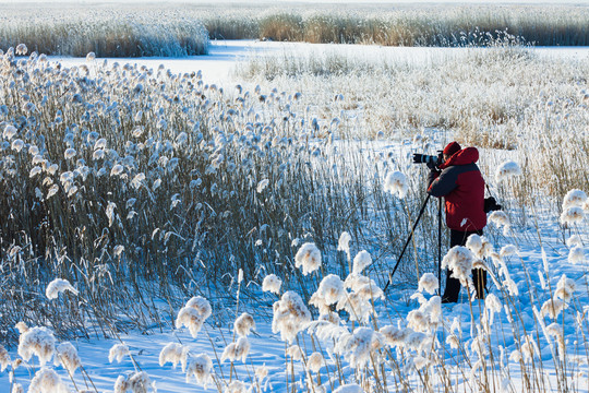 冬季湿地芦苇荡摄影人