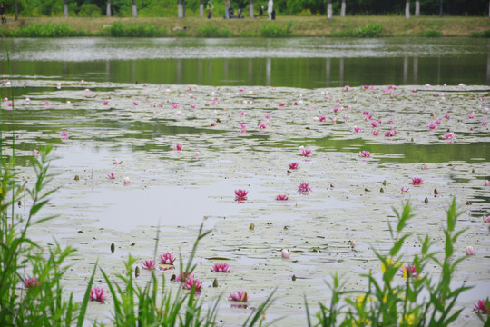 湖中睡莲