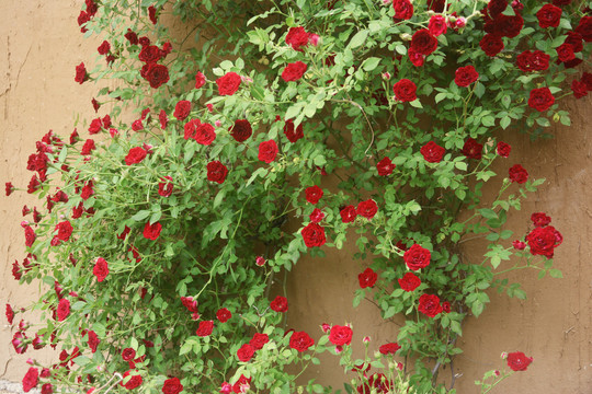 院墙外的蔷薇